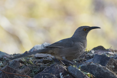 Curve-billed Thrasher.jpg
