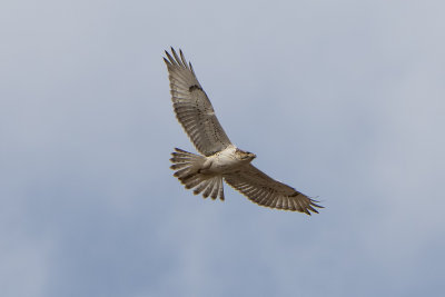 FerruginousHawk.jpg