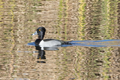 Ring-necked duck.jpg