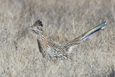 Greater Roadrunner.jpg