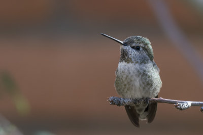Anna's (?) Hummingbird.jpg