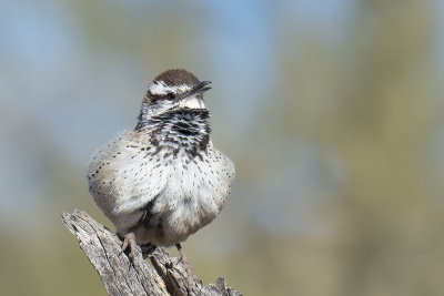 Cactus Wren.jpg