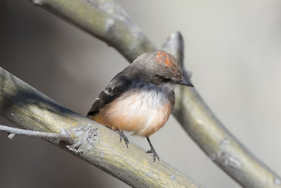 Imm Vermillion Flycatcher.jpg