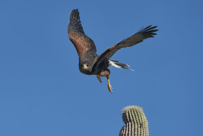 Harris's Hawk.jpg