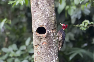 Pale-billed Woodpecker.jpg