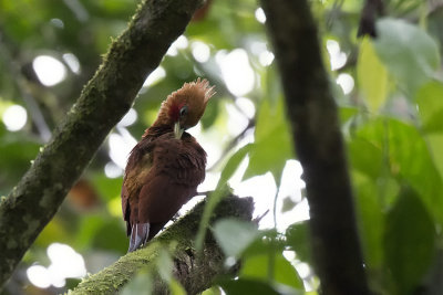 Chestnut-colored Woodpecker.jpg