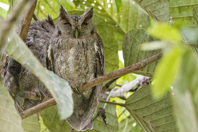 Pacific Screech Owl.jpg