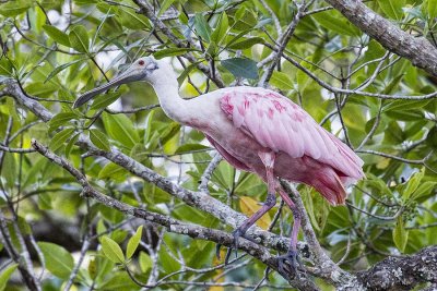 Roseate Spoonbill.jpg