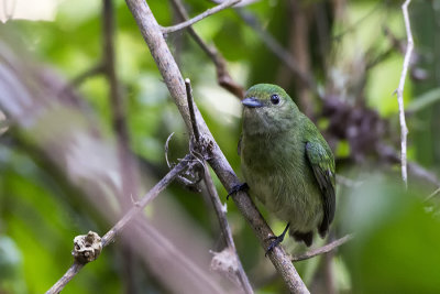 Blue-crowned Manakin female.jpg