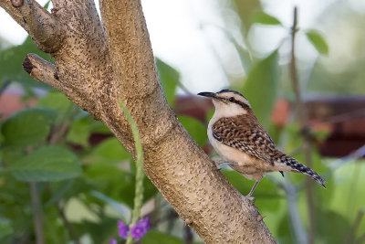 Rufous-naped Wren.jpg