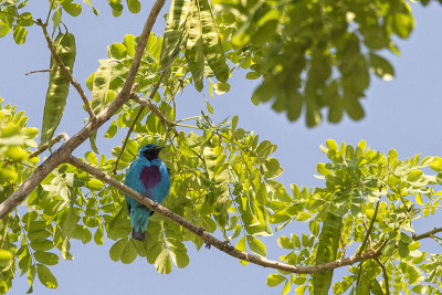 Turquoise Cotinga.jpg