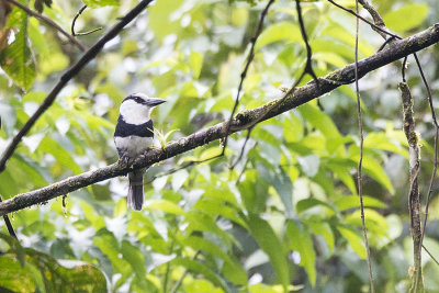 White-necked Puffbird.jpg