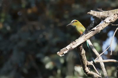 Turquoise-browed Motmot.jpg