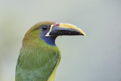 Emerald Toucanet.jpg