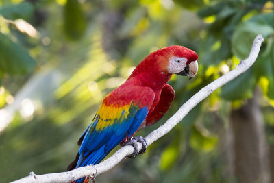 Scarlet Macaw.jpg