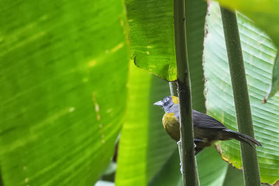 Dusky-faced Tanager.jpg