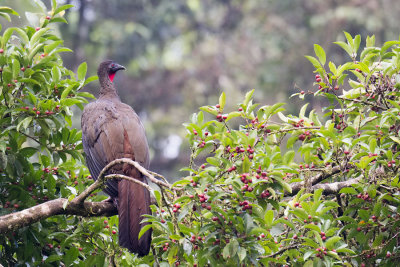 Crested Guan.jpg