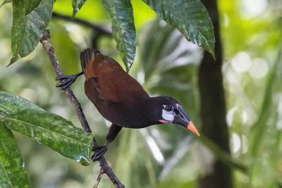 Montezuma Oropendola.jpg