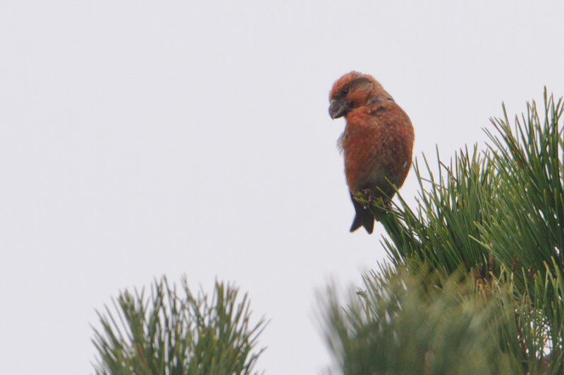 Parrot Crossbill - Grote Kruisbek