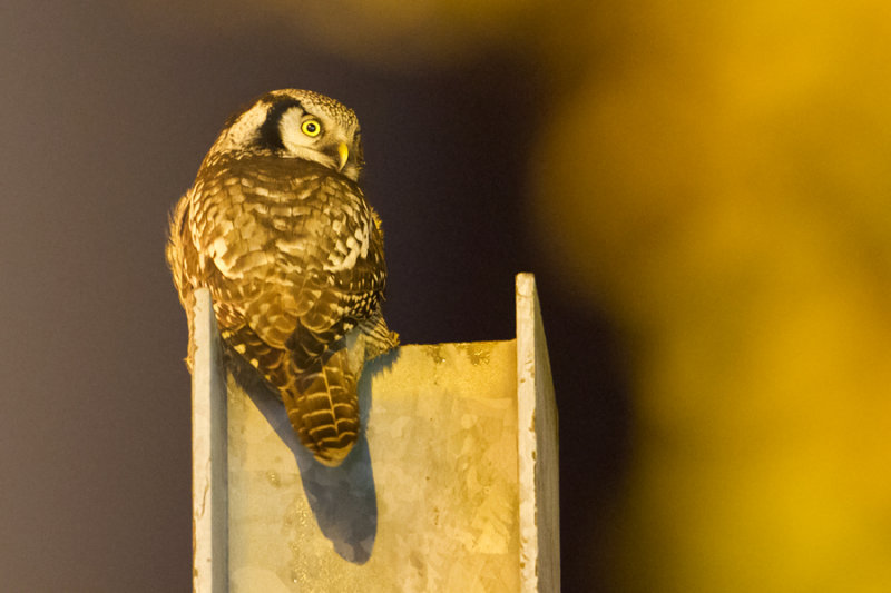 Northern Hawk Owl - Sperweruil