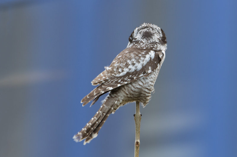 Northern Hawk Owl - Sperweruil