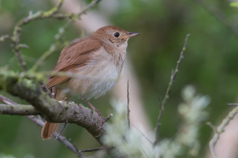 Common Nightingale - Nachtegaal