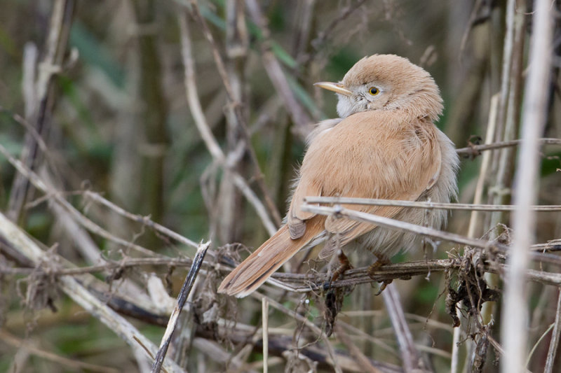 African Desert Warbler - Afrikaanse Woestijngrasmus