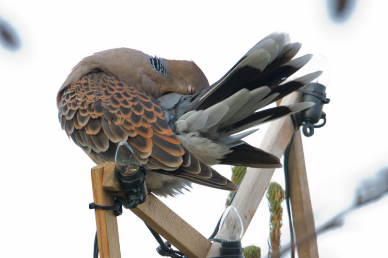 Oriental Turtle-dove - Oosterse Tortel
