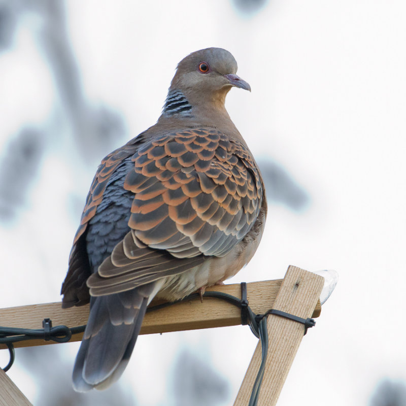 Oriental Turtle-dove - Oosterse Tortel