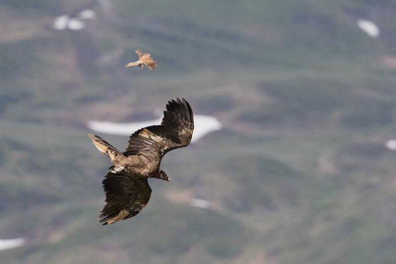 Return of Bearded Vulture Schils