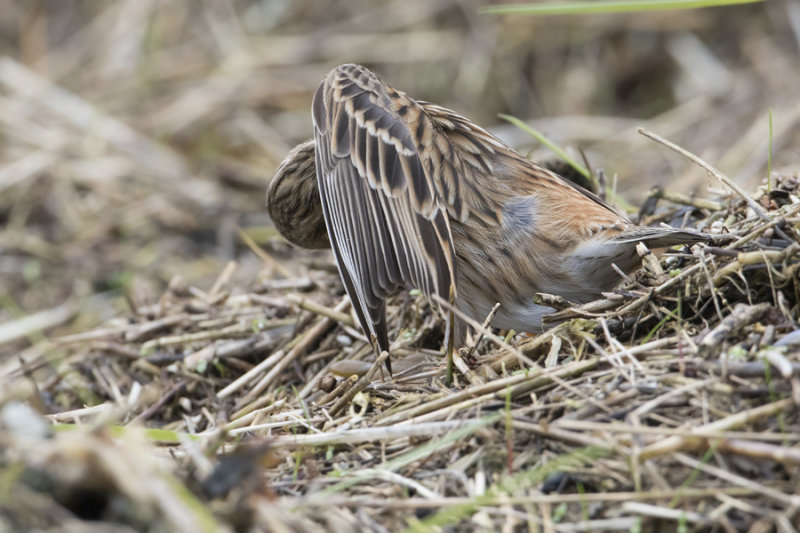 Pine Bunting - Witkopgors