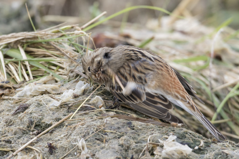 Pine Bunting - Witkopgors