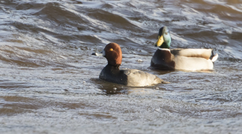 Redhead - Amerikaanse Tafeleend