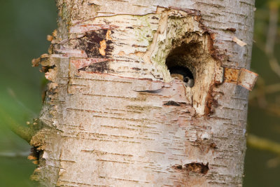 Greater Spotted Woodpecker - Grote Bonte Specht