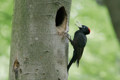 Black Woodpecker - Zwarte Specht