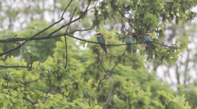 European Bee-eater - Bijeneter