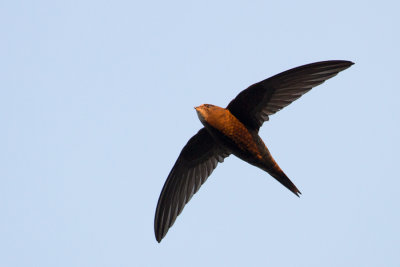 Common Swift - Gierzwaluw