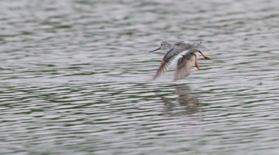 Terek Sandpiper - Terekruiter