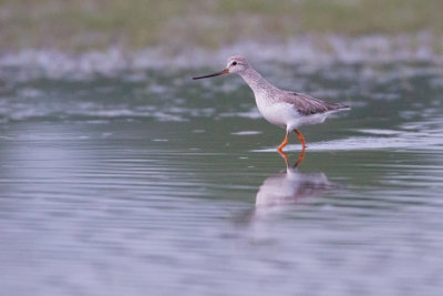 Terek Sandpiper - Terekruiter