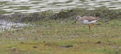 Terek Sandpiper - Terekruiter