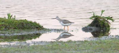 Terek Sandpiper - Terekruiter
