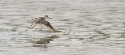 Terek Sandpiper - Terekruiter