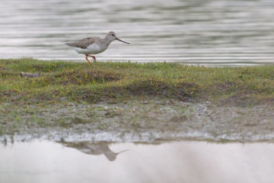 Terek Sandpiper - Terekruiter