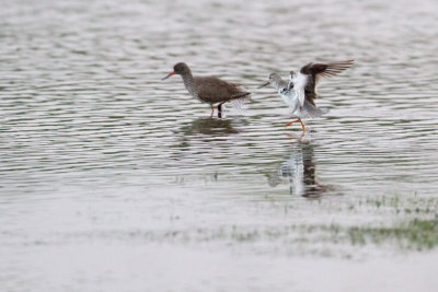 Terek Sandpiper - Terekruiter
