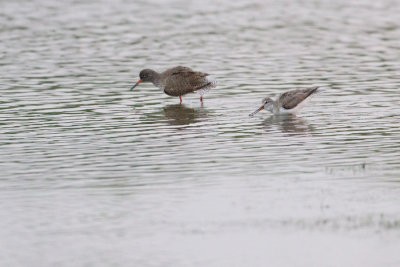Terek Sandpiper - Terekruiter