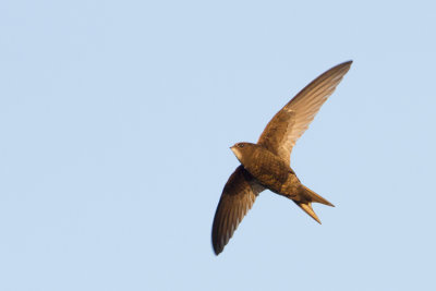 Common Swift - Gierzwaluw