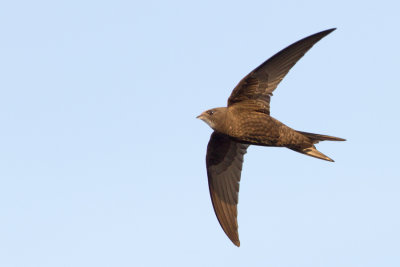 Common Swift - Gierzwaluw