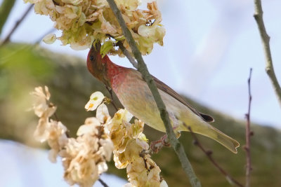 Common Rosefinch - Roodmus