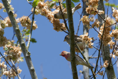 Common Rosefinch - Roodmus