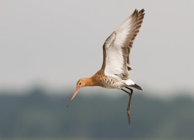 Black-tailed Godwit - Grutto